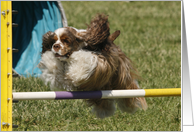 Karlie the Cocker Spaniel - Flying card