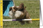 Karlie the Cocker Spaniel - Flying card