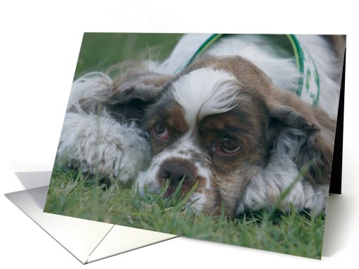 Karlie the Cocker Spaniel card (436278)