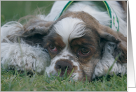 Karlie the Cocker Spaniel card