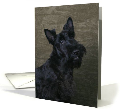 Nina the Scottish Terrier Puppy card (443801)