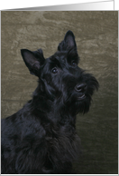 Nina the Scottish Terrier Puppy card