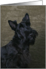 Nina the Scottish Terrier Puppy card