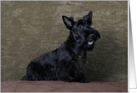 Nina the Scottish Terrier Puppy card