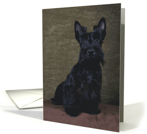 Ashley the Scottish Terrier Puppy card (443804)