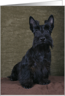 Ashley the Scottish Terrier Puppy card