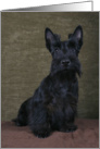 Ashley the Scottish Terrier Puppy card