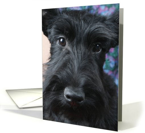 Natalia the Scottish Terrier Puppy card (443805)