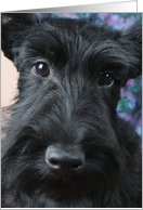 Natalia the Scottish Terrier Puppy card