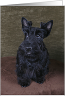 Ashley the Scottish Terrier Puppy card