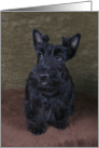 Ashley the Scottish Terrier Puppy card