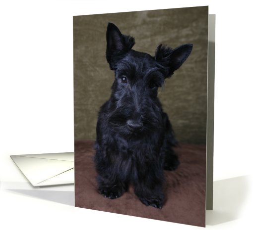 Ashley the Scottish Terrier Puppy card (443808)