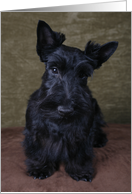 Ashley the Scottish Terrier Puppy card