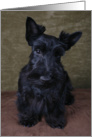 Ashley the Scottish Terrier Puppy card