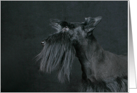 Jacquie the Scottish Terrier Puppy card