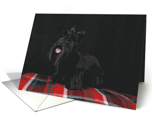 Jacquie the Scottish Terrier Puppy card (443812)