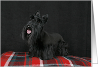 Jacquie the Scottish Terrier Puppy card