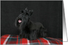 Jacquie the Scottish Terrier Puppy card