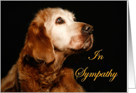 Sympathy Pet Loss -...