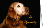 Sympathy Pet Loss - Golden Retriever card