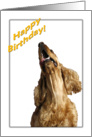 Happy Birthday - Cocker Spaniel card