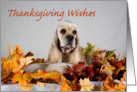 Thanksgiving Card - featuring a Cocker Spaniel card