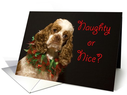 Christmas Card - featuring a Cocker Spaniel card (518657)