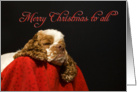 Christmas Card - featuring a Cocker Spaniel card