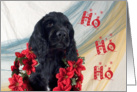 Christmas Card - featuring a Cocker Spaniel puppy card
