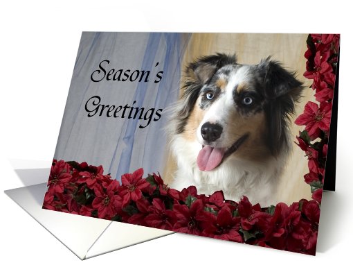 Christmas Card - featuring an Australian Shepherd card (525872)