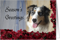 Christmas Card - featuring an Australian Shepherd card