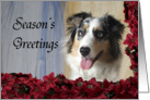 Christmas Card - featuring an Australian Shepherd card