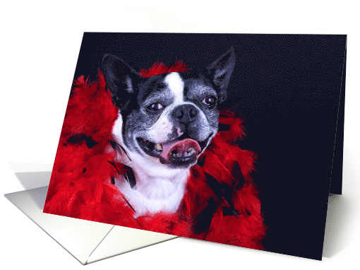 Boston Terrier Card - blank inside card (623087)