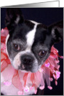 Boston Terrier Card - blank inside card