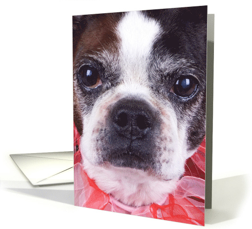 Boston Terrier Card - blank inside card (623089)