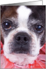 Boston Terrier Card - blank inside card