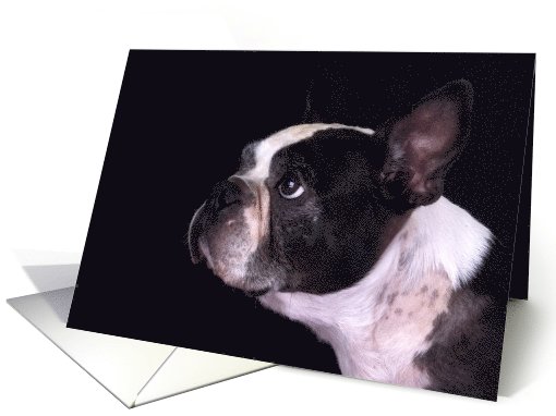 Boston Terrier Card - blank inside card (623090)