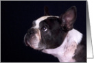 Boston Terrier Card - blank inside card