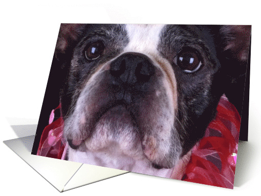 Boston Terrier Card - blank inside card (623091)