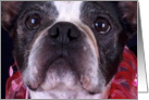 Boston Terrier Card - blank inside card