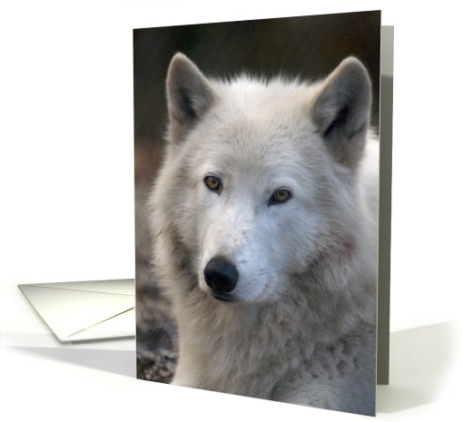 Grey Wolf - blank inside card (624289)