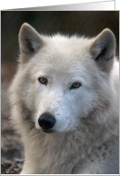 Grey Wolf - blank inside card