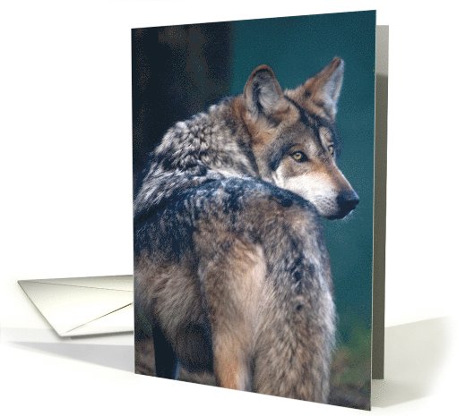 Mexican Grey Wolf - blank inside card (624293)