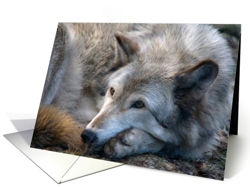 Grey Wolf - blank inside card (624296)