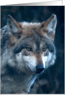 Mexican Grey Wolf - blank inside card