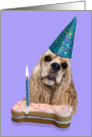 Happy Birthday Card - featuring a buff American Cocker Spaniel card