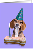 Happy Birthday Card - featuring a Beagle card