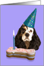 Happy Birthday Card - featuring a parti-tri American Cocker Spaniel card