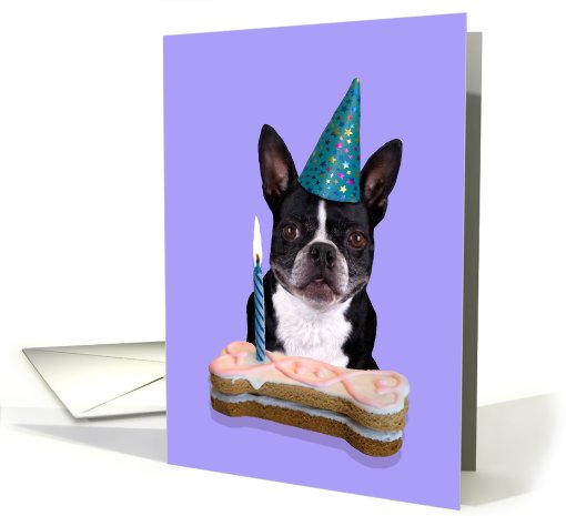 Happy Birthday Card - featuring a Boston Terrier card (625573)