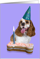 Happy Birthday Card - featuring a red/white parti American Cocker Spaniel card